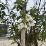 寒さの中でも、希望は咲く♪