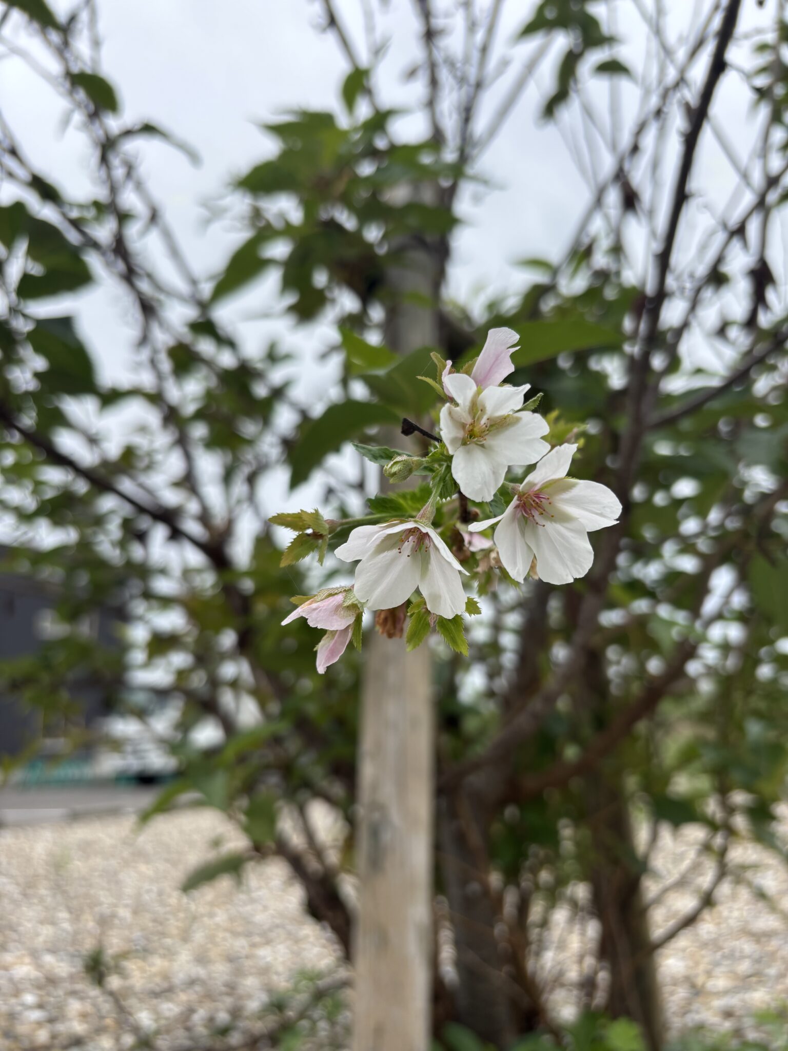 寒さの中でも、希望は咲く♪