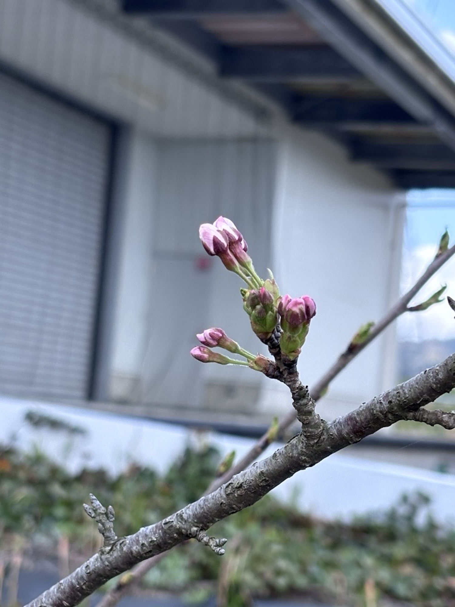 弊社の正面にある桜の木