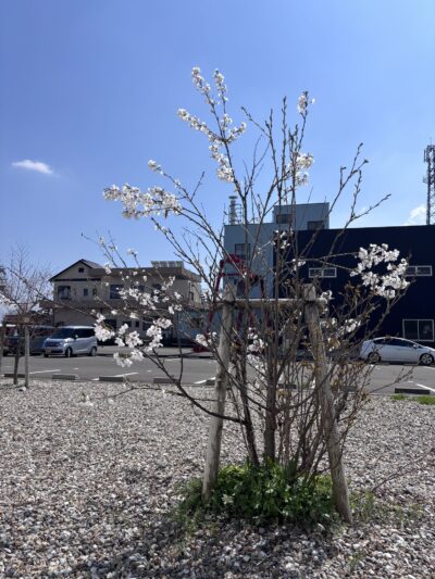 駐車場側の桜の木