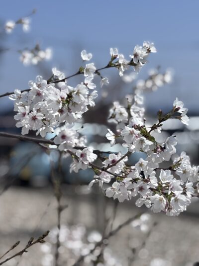 今年も咲きました!