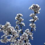 弊社の小さな応援団、開花中！