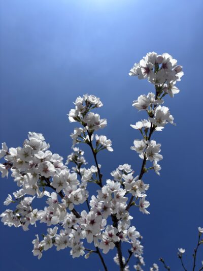 弊社の小さな応援団、開花中！