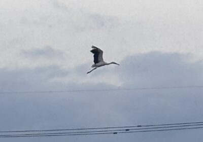 優雅に飛んで行きました
